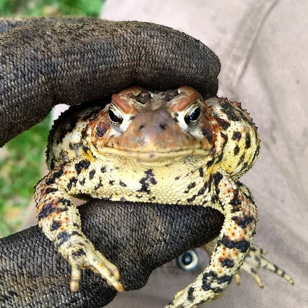 An American Toad