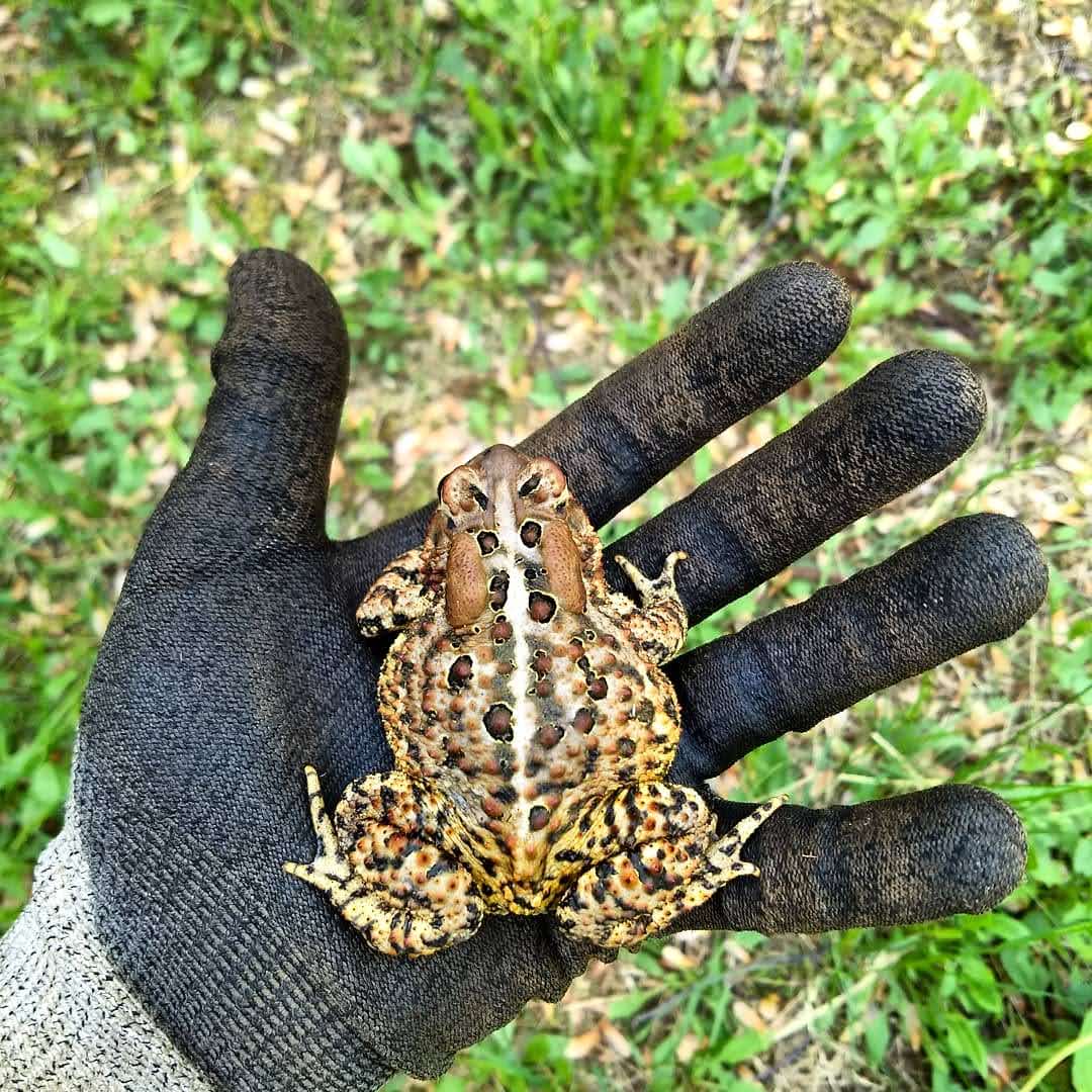 An American Toad
